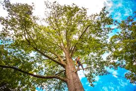 Best Tree Planting Services  in Beach City, TX