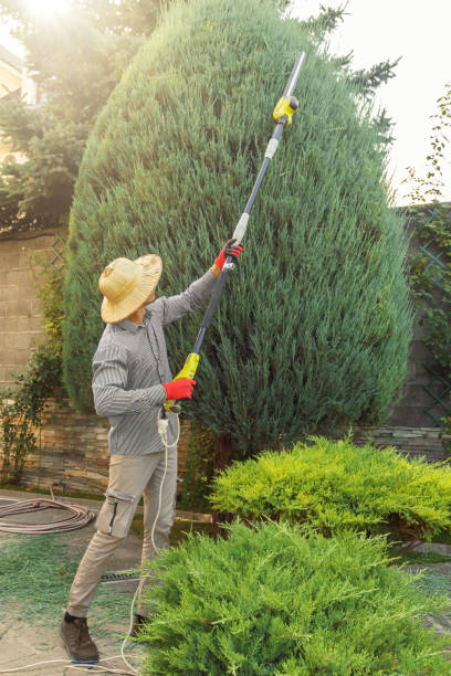 Best Hedge Trimming  in Beach City, TX